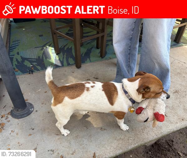 Lost Male Dog last seen Victory and five mile, Boise, ID 83709