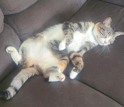 Reunited Female Cat last seen Cross streets Holbrook, Orangethorpe and Kellogg by Esperanza HS and Glenview Elementary, Anaheim, CA 92807