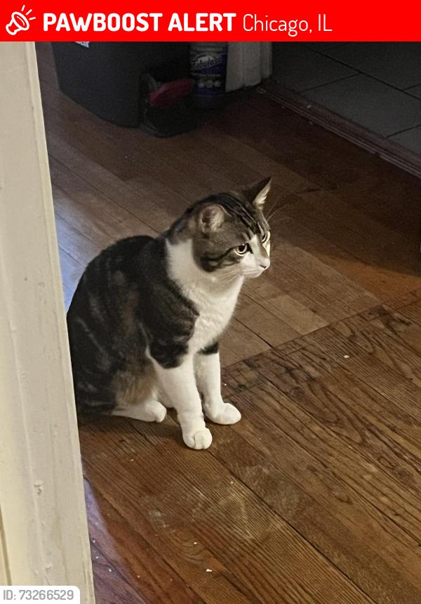 Lost Male Cat last seen 122nd Street and Lowe Avenue, Chicago, IL 60628