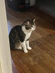 Lost Male Cat last seen 122nd Street and Lowe Avenue, Chicago, IL 60628