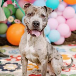 Shelter Stray Male Dog last seen , Animal Care & Control Team of Philly, 111 W Hunting Park Ave, Philadelphia, PA 19140, USA