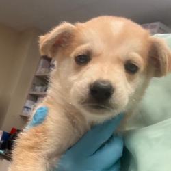 Shelter Stray Male Dog last seen , 11665 US-89, Flagstaff, AZ 86004, USA