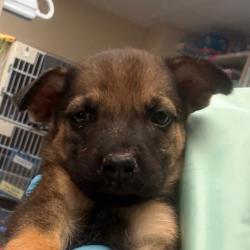 Shelter Stray Female Dog last seen , 11665 US-89, Flagstaff, AZ 86004, USA