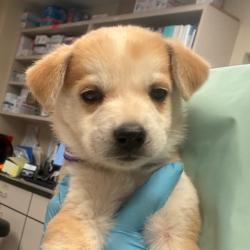 Shelter Stray Female Dog last seen , 11665 US-89, Flagstaff, AZ 86004, USA