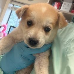 Shelter Stray Female Dog last seen , 11665 US-89, Flagstaff, AZ 86004, USA