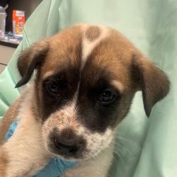 Shelter Stray Male Dog last seen , 11665 US-89, Flagstaff, AZ 86004, USA