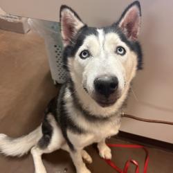 Shelter Stray Female Dog last seen , 11665 US-89, Flagstaff, AZ 86004, USA