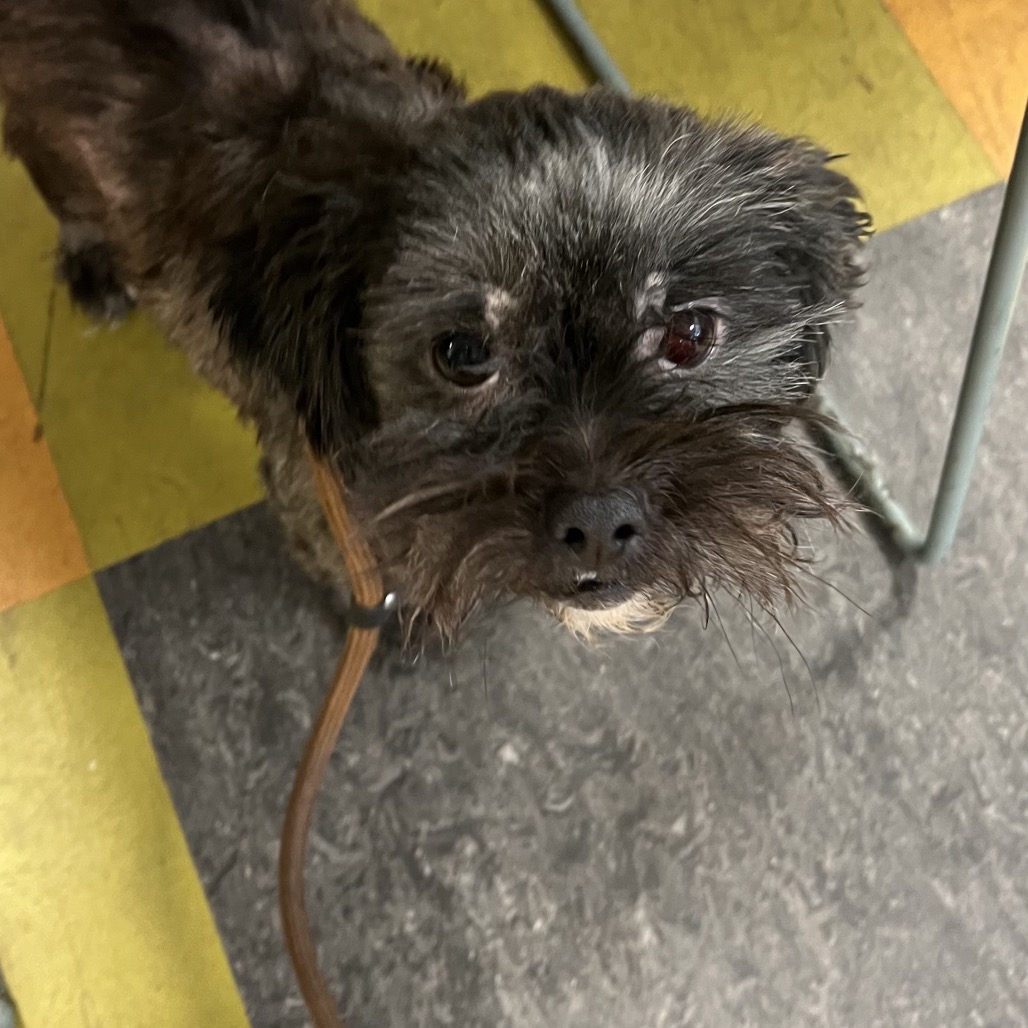 Shelter Stray Male Dog last seen , Animal Care & Control Team of Philly, 111 W Hunting Park Ave, Philadelphia, PA 19140, USA