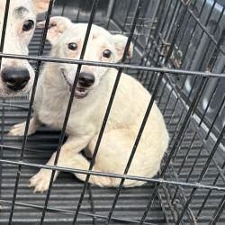 Shelter Stray Unknown Dog last seen , 980 Guilford College Rd, Greensboro, NC 27409, USA