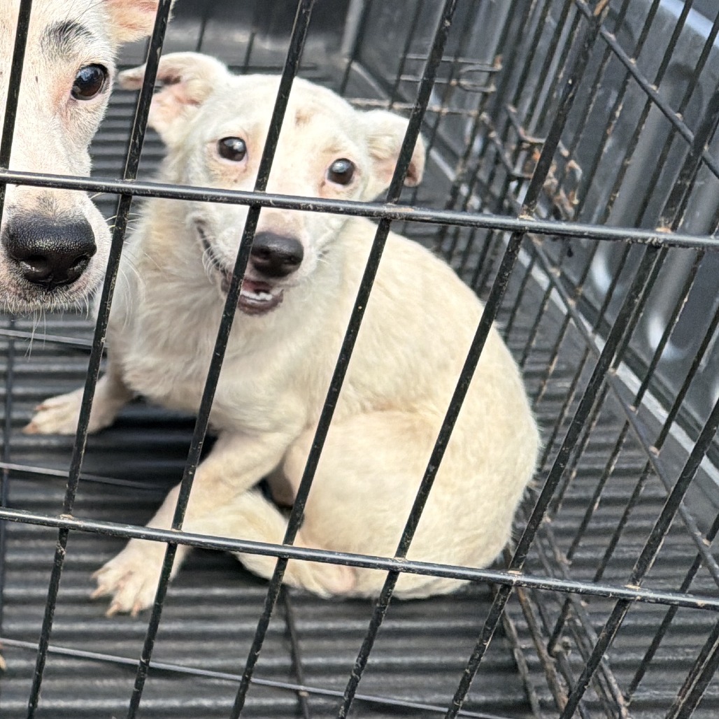 Shelter Stray Unknown Dog last seen , 980 Guilford College Rd, Greensboro, NC 27409, USA
