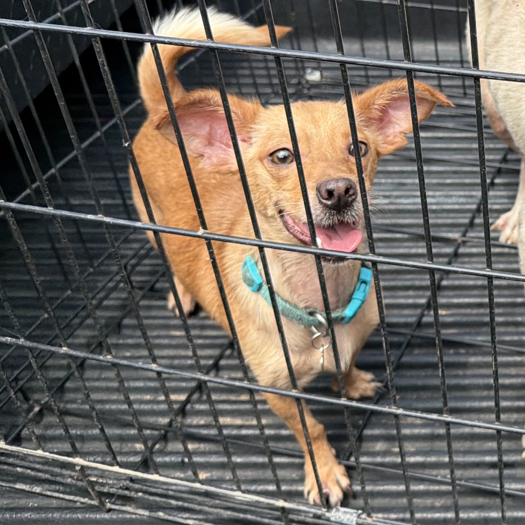 Shelter Stray Unknown Dog last seen , 980 Guilford College Rd, Greensboro, NC 27409, USA