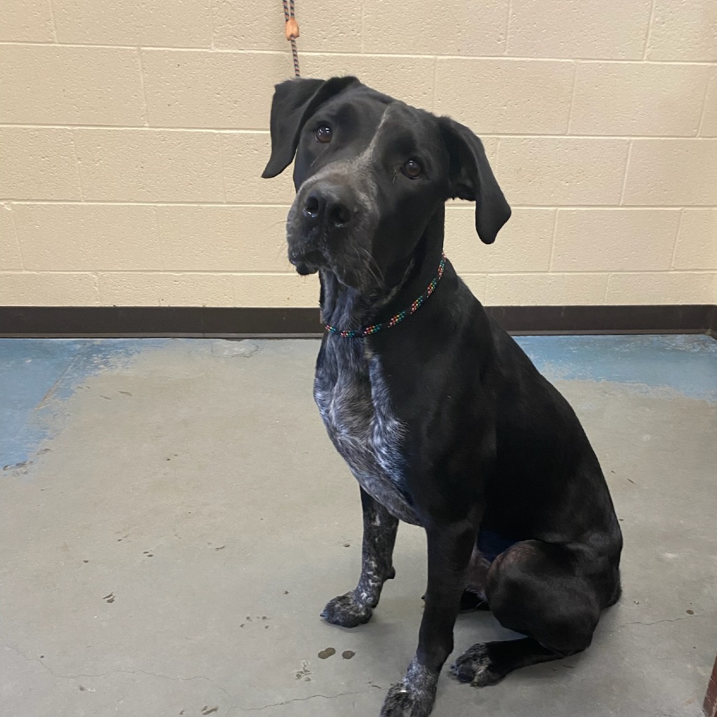 Shelter Stray Male Dog last seen , 2350 Appling City Cove, Memphis, TN 38133, USA