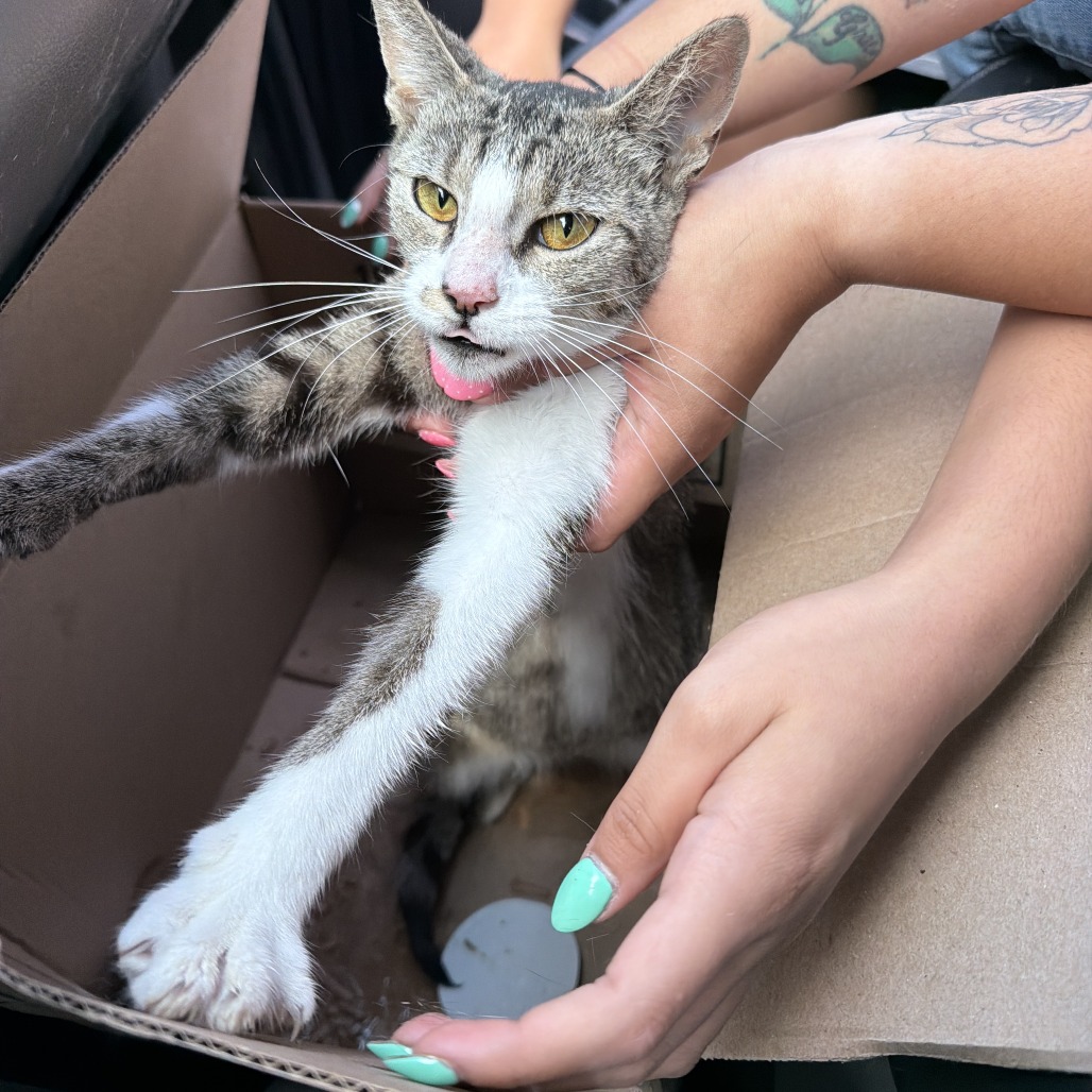 Shelter Stray Unknown Cat last seen , 980 Guilford College Rd, Greensboro, NC 27409, USA