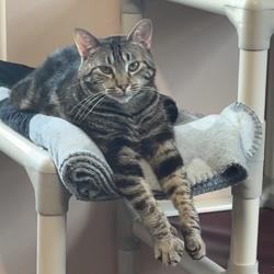 Shelter Stray Female Cat last seen , 8020 Washington St, Port Richey, FL 34668, USA