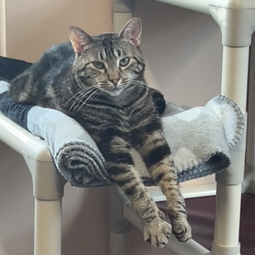 Shelter Stray Female Cat last seen , 8020 Washington St, Port Richey, FL 34668, USA