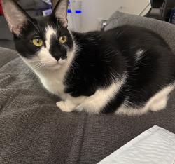 Reunited Male Cat last seen Near Arminta St, Reseda, CA 91335, USA, Los Angeles, CA 91335