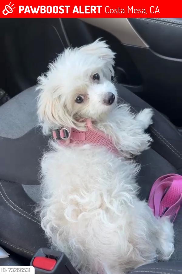 Lost Female Dog last seen Near Pomona Avenue, Costa Mesa 92627, Costa Mesa, CA 92627