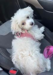 Lost Female Dog last seen Near Pomona Avenue, Costa Mesa 92627, Costa Mesa, CA 92627