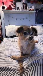 Reunited Female Dog last seen Tower Pl, Twin Lakes, CA 95062, USA, Twin Lakes, CA 95062