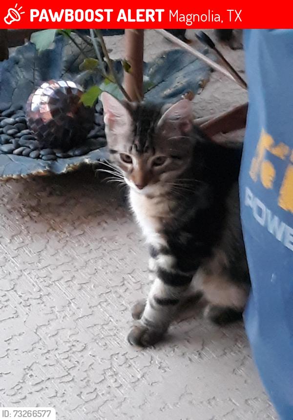 Lost Male Cat last seen Wandering brook street, Magnolia, TX 77354