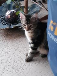 Lost Male Cat last seen Wandering brook street, Magnolia, TX 77354