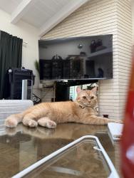 Lost Male Cat last seen Near Mulldae Acenue, Los Angeles, CA 90732