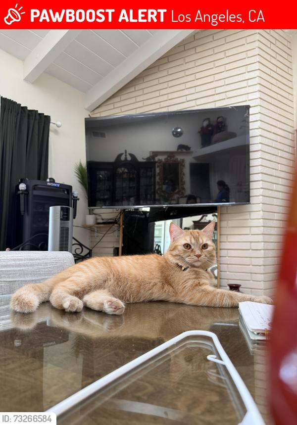 Lost Male Cat last seen Near Mulldae Acenue, Los Angeles, CA 90732