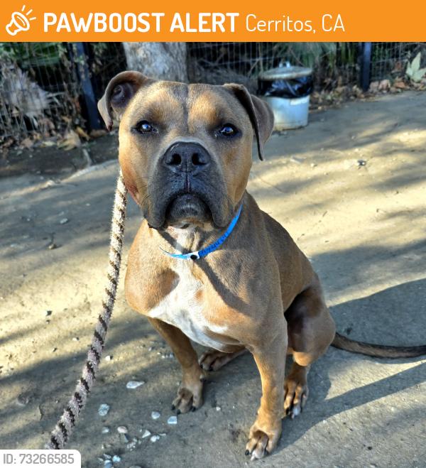 Found/Stray Male Dog last seen Near Kings Row Ave, Cerritos, CA 90703, Cerritos, CA 90703