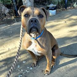 Found/Stray Male Dog last seen Near Kings Row Ave, Cerritos, CA 90703, Cerritos, CA 90703