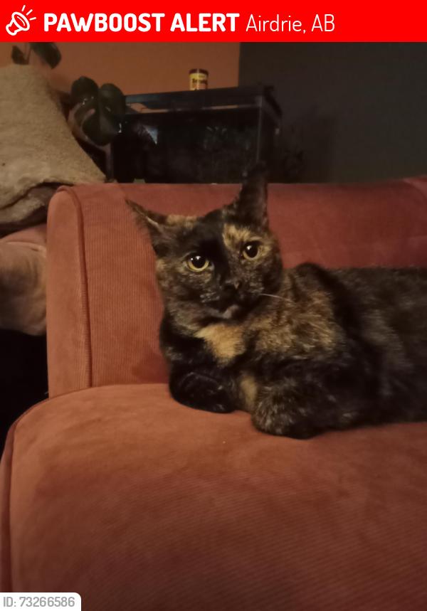 Lost Female Cat last seen allen street, Airdrie, AB 