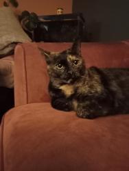 Lost Female Cat last seen allen street, Airdrie, AB 