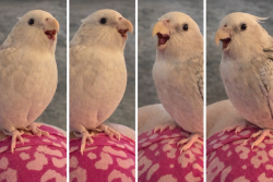 Lost Female Bird last seen Helen Place and Terhune Avenue, Los Angeles, CA 91040