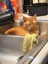 Reunited Male Cat last seen Rim road., Fayetteville, NC 28314