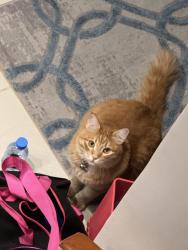 Lost Male Cat last seen Ossineke, Spring, TX 77386