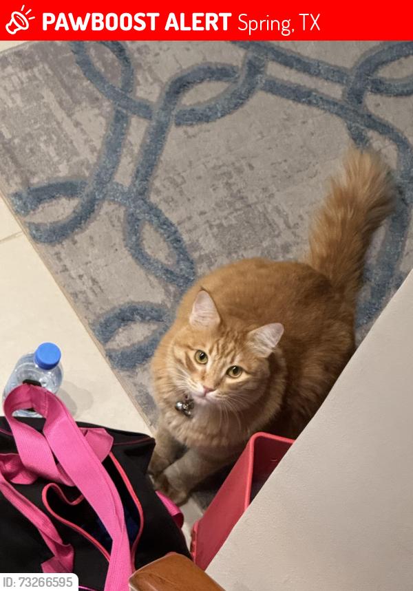 Lost Male Cat last seen Ossineke, Spring, TX 77386