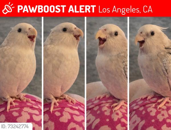Lost Female Bird last seen Helen Place and Terhune Avenue, Los Angeles, CA 91040