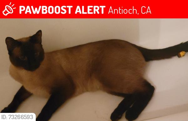 Lost Male Cat last seen East 18th Street Near Burger Time, Antioch, CA 94509