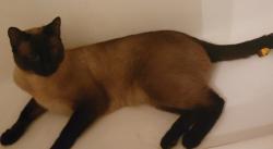 Lost Male Cat last seen East 18th Street Near Burger Time, Antioch, CA 94509