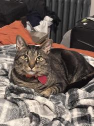 Reunited Male Cat last seen Schaefer and Puritan, Detroit, MI 48235