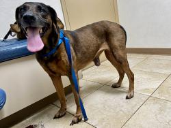 Reunited Unknown Dog last seen 43rd St and 32nd Terr N, St. Petersburg, FL 33713