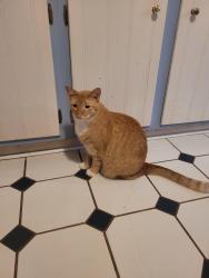Reunited Male Cat last seen Washington St Rural Hall NC Rural Hall Elementary, Rural Hall, NC 27045