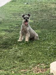 Lost Male Dog last seen Monte Cristo and north sharp rd, Edinburg, TX 78542