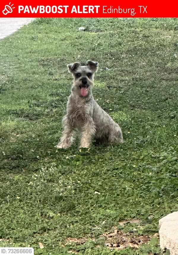 Lost Male Dog last seen Monte Cristo and north sharp rd, Edinburg, TX 78542