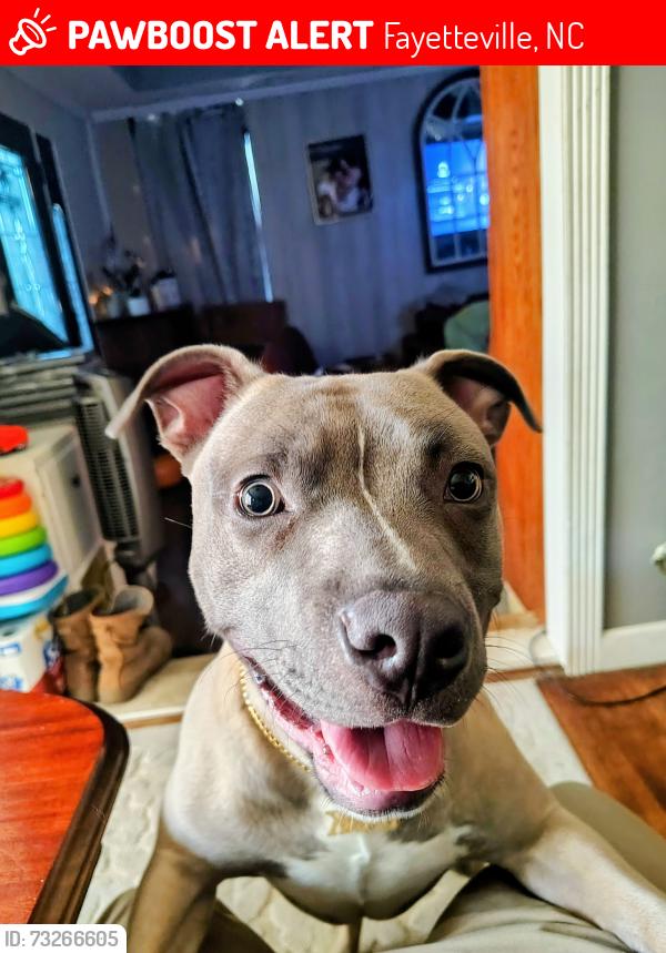 Lost Male Dog last seen Enloe St, Fayetteville, NC 28306