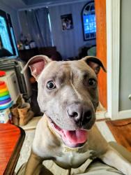 Lost Male Dog last seen Enloe St, Fayetteville, NC 28306