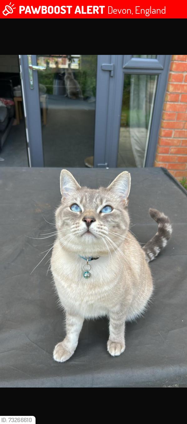 Lost Male Cat last seen Flint Field Way, Devon, England 