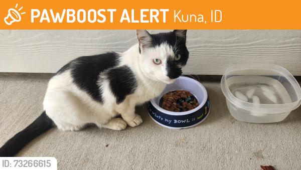 Found/Stray Unknown Cat last seen Ten Mile and Lake Hazel, Kuna, ID 83634