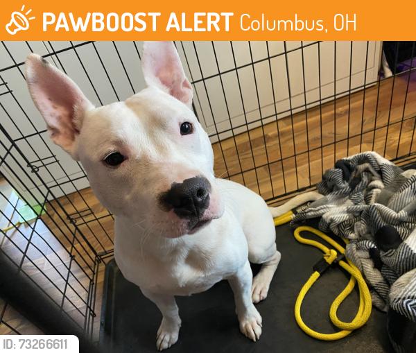 Found/Stray Male Dog last seen Green auto parts, Columbus, OH 43219