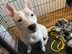 Found/Stray Male Dog last seen Green auto parts, Columbus, OH 43219