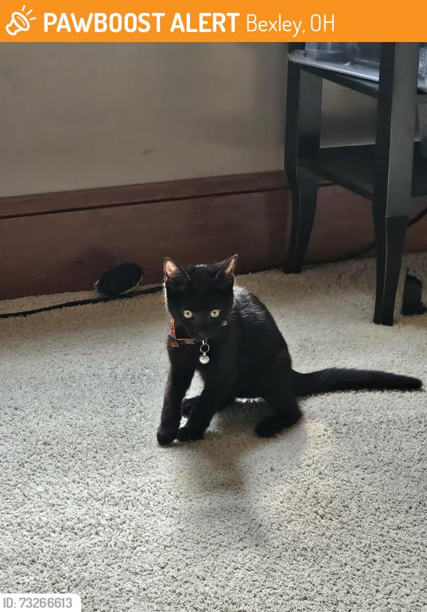 Found/Stray Male Cat last seen Maryland ave and Stanwood rd, Bexley, OH 43209